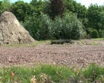 plaatje: Primeur voor België