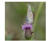 plaatje: Foto: Josje Toby